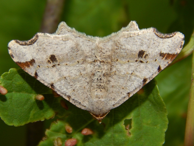 Geometridae 2 da id - Macaria alternata